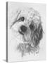 Cavachon-Barbara Keith-Stretched Canvas