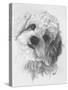 Cavachon-Barbara Keith-Stretched Canvas