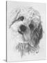 Cavachon-Barbara Keith-Stretched Canvas