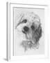 Cavachon-Barbara Keith-Framed Giclee Print