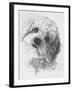 Cavachon-Barbara Keith-Framed Giclee Print