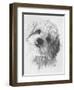 Cavachon-Barbara Keith-Framed Giclee Print