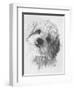 Cavachon-Barbara Keith-Framed Giclee Print