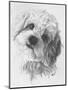 Cavachon-Barbara Keith-Mounted Giclee Print