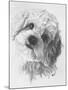 Cavachon-Barbara Keith-Mounted Giclee Print