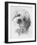 Cavachon-Barbara Keith-Framed Giclee Print