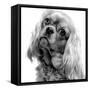 Cavalier King Charles Close-Up of Face-null-Framed Stretched Canvas