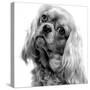 Cavalier King Charles Close-Up of Face-null-Stretched Canvas