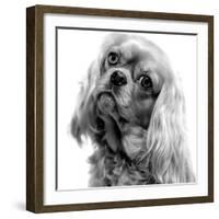 Cavalier King Charles Close-Up of Face-null-Framed Photographic Print