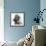 Cavalier King Charles Close-Up of Face-null-Framed Photographic Print displayed on a wall