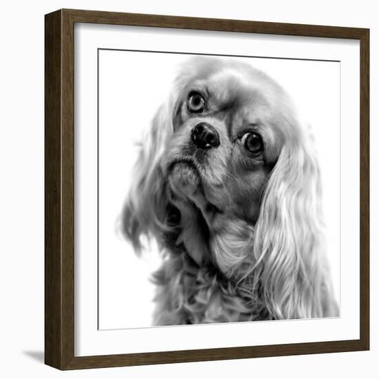 Cavalier King Charles Close-Up of Face-null-Framed Photographic Print