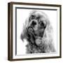 Cavalier King Charles Close-Up of Face-null-Framed Photographic Print