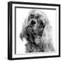 Cavalier King Charles Close-Up of Face-null-Framed Photographic Print