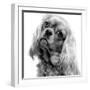 Cavalier King Charles Close-Up of Face-null-Framed Photographic Print