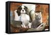 Cavalier King Charles Dog Puppy with Grey Kitten-null-Framed Stretched Canvas