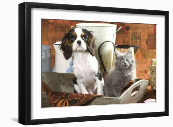 Cavalier King Charles Dog Puppy with Grey Kitten-null-Framed Photographic Print