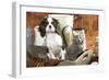 Cavalier King Charles Dog Puppy with Grey Kitten-null-Framed Photographic Print