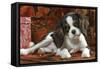 Cavalier King Charles Dog Puppy-null-Framed Stretched Canvas