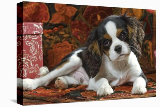 Cavalier King Charles Dog Puppy-null-Stretched Canvas