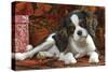 Cavalier King Charles Dog Puppy-null-Stretched Canvas
