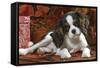 Cavalier King Charles Dog Puppy-null-Framed Stretched Canvas