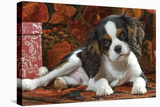 Cavalier King Charles Dog Puppy-null-Stretched Canvas