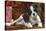 Cavalier King Charles Dog Puppy-null-Stretched Canvas