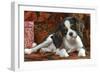 Cavalier King Charles Dog Puppy-null-Framed Photographic Print