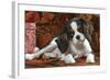 Cavalier King Charles Dog Puppy-null-Framed Photographic Print