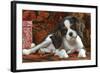 Cavalier King Charles Dog Puppy-null-Framed Photographic Print