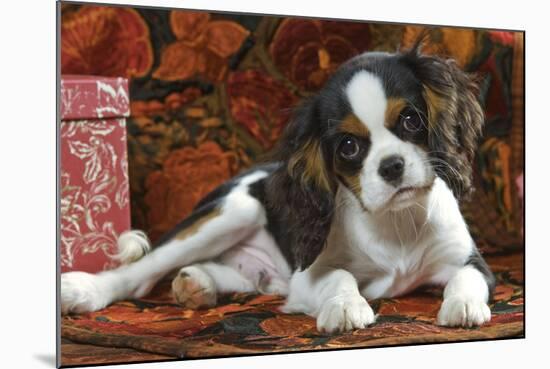 Cavalier King Charles Dog Puppy-null-Mounted Photographic Print