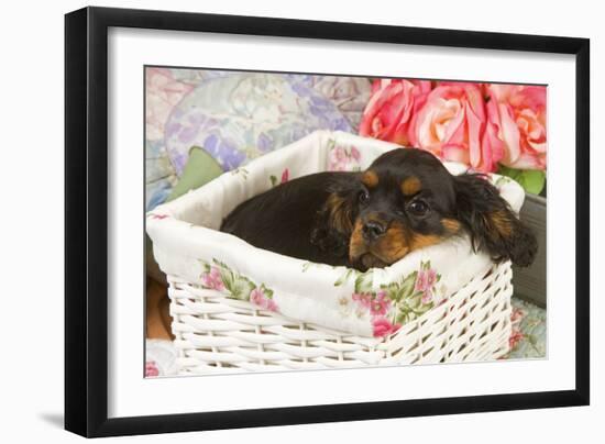 Cavalier King Charles Puppy Lying in Basket-null-Framed Photographic Print