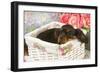 Cavalier King Charles Puppy Lying in Basket-null-Framed Photographic Print