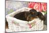 Cavalier King Charles Puppy Lying in Basket-null-Mounted Photographic Print