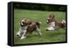 Cavalier King Charles' Running in Garden-null-Framed Stretched Canvas