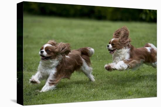 Cavalier King Charles' Running in Garden-null-Stretched Canvas