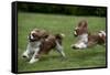 Cavalier King Charles' Running in Garden-null-Framed Stretched Canvas