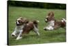 Cavalier King Charles' Running in Garden-null-Stretched Canvas