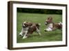 Cavalier King Charles' Running in Garden-null-Framed Photographic Print