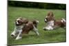 Cavalier King Charles' Running in Garden-null-Mounted Photographic Print