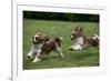 Cavalier King Charles' Running in Garden-null-Framed Photographic Print