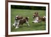 Cavalier King Charles' Running in Garden-null-Framed Photographic Print