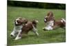 Cavalier King Charles' Running in Garden-null-Mounted Photographic Print