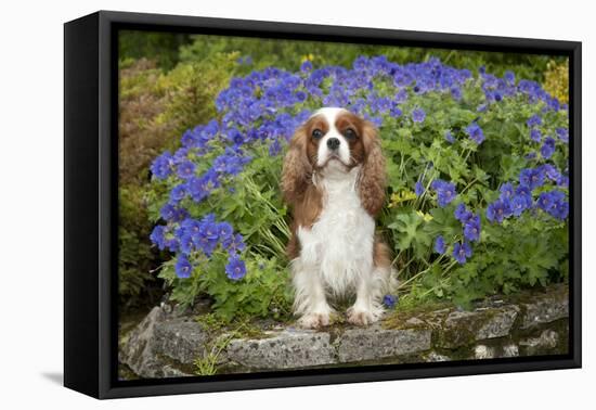 Cavalier King Charles Sitting in Garden-null-Framed Stretched Canvas