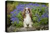 Cavalier King Charles Sitting in Garden-null-Stretched Canvas