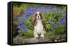 Cavalier King Charles Sitting in Garden-null-Framed Stretched Canvas