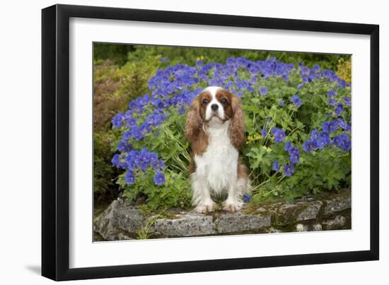 Cavalier King Charles Sitting in Garden-null-Framed Premium Photographic Print