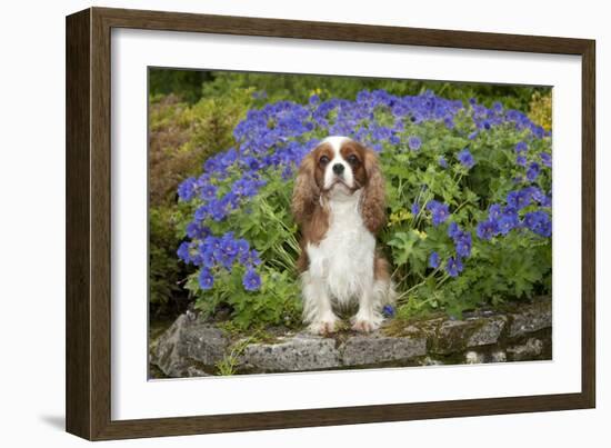 Cavalier King Charles Sitting in Garden-null-Framed Photographic Print