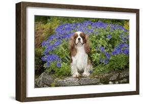 Cavalier King Charles Sitting in Garden-null-Framed Photographic Print