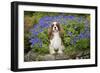 Cavalier King Charles Sitting in Garden-null-Framed Photographic Print